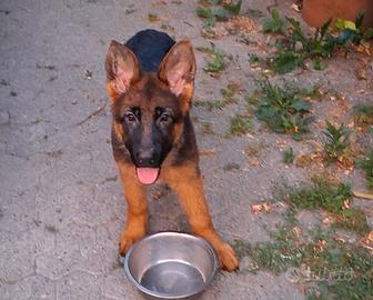 Cuccioli di pastore tedesco con pedigree