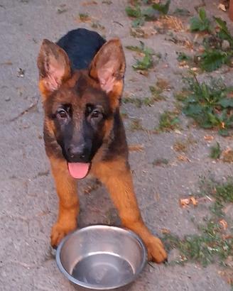 Cuccioli di pastore tedesco con pedigree