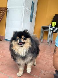 Disponibile per monta spitz tedesco nano