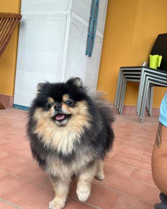 Disponibile per monta spitz tedesco nano