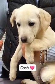 Cuccioli maschi e femmine