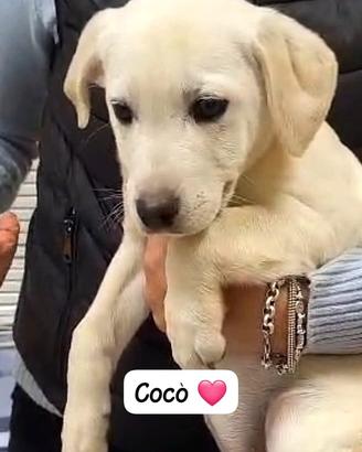 Cuccioli maschi e femmine