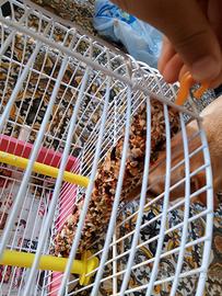 gabbietta per uccelli o pappagallini