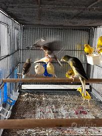 Canari