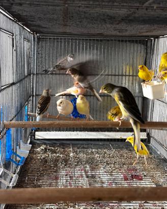 Canari