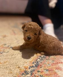 Barboncini nani e toy albicocca