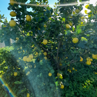 Limoni per commercianti