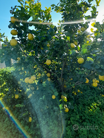 Limoni per commercianti