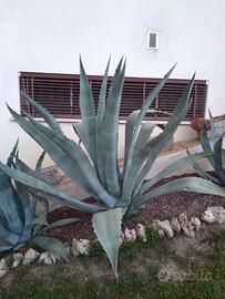 Piante Aloe