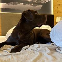 Labrador per accoppiamento