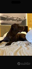 Labrador per accoppiamento