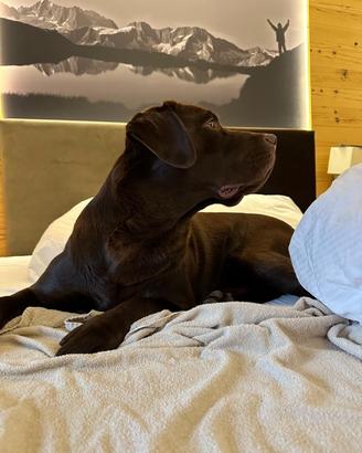 Labrador per accoppiamento