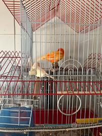 Con altra specie inseparabili