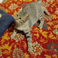 Gattina Saba