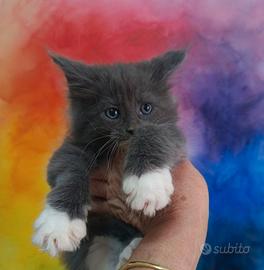 Cucciola Blu Smoke Pedigree