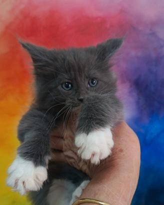 Cucciola Blu Smoke Pedigree