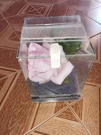 Miniteca con insetti stechi