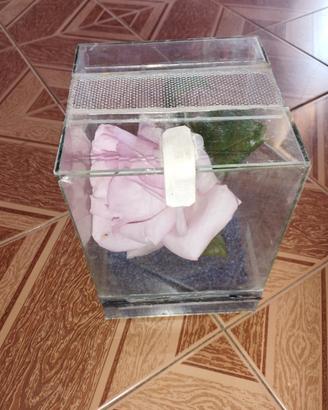 Miniteca con insetti stechi