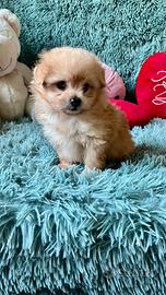 POMAPOO volpino Spitz Pomerania / barboncino Toy