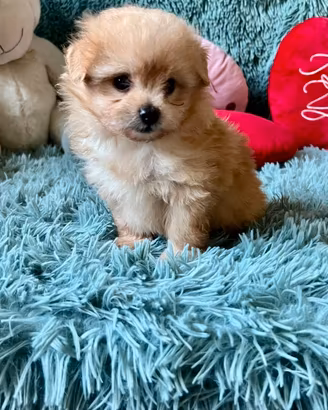 POMAPOO volpino Spitz Pomerania / barboncino Toy