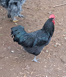 Gallo australorp