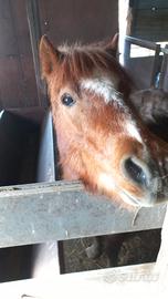 Pony maschio GRATUITO