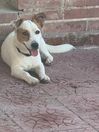 Cucciolo di Jack Russell