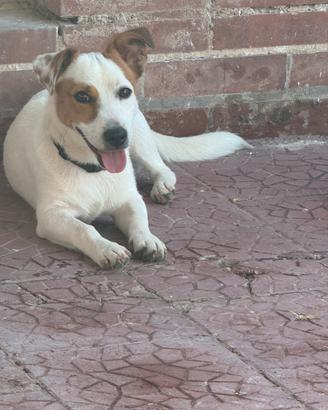 Cucciolo di Jack Russell