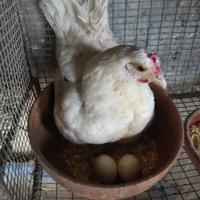 Chioccia con pulcini