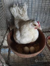 Chioccia con pulcini