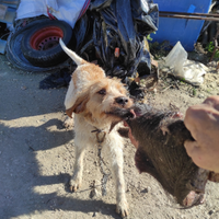Cane spinone italiano