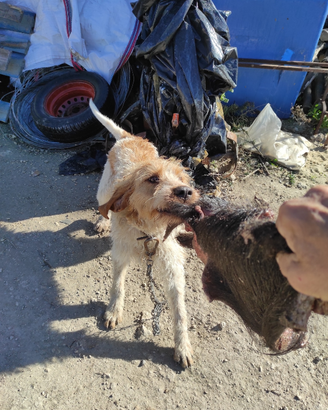 Cane spinone italiano