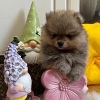 Volpino di Pomerania