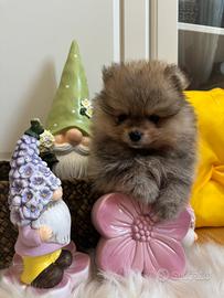 Volpino di Pomerania