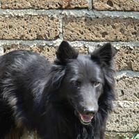 Pastore belga in adozione