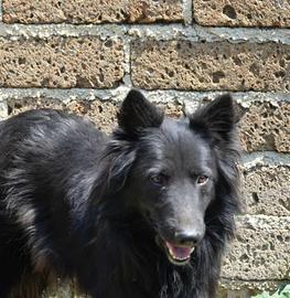 Pastore belga in adozione