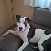 AMSTAFF buonissimo