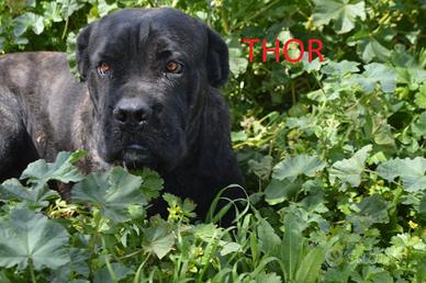 Thor, il gigante di zucchero