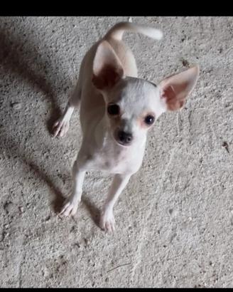 Chihuahua femmina toy