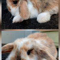 Conigli coniglietti ariete minilop cuccioli