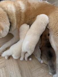 Cuccioli akita inu