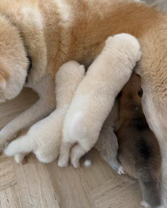 Cuccioli akita inu