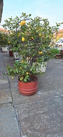 Piante di limone 