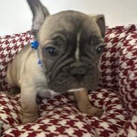 Bulldog francese