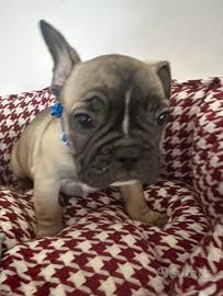 Bulldog francese