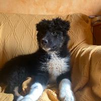 Cucciola border collie incrocio