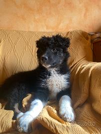 Cucciola border collie incrocio