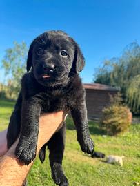 Labrador Retriver