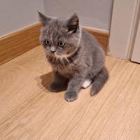 British shorthar