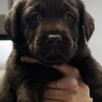 Labrador chocolate